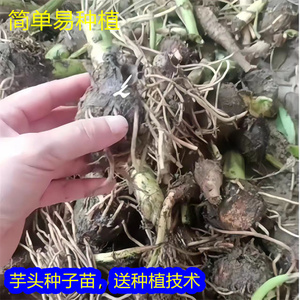 广西荔浦芋种子种苗槟榔紫芋种籽农家自留香芋种植芋头苗种蔬菜苗