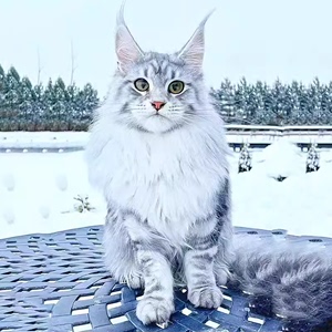 缅因猫幼猫纯种血统级大型霸气棕虎斑银虎斑烟灰俄罗斯巨型缅因猫