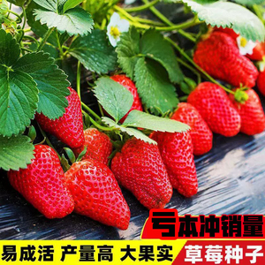 草莓种籽子奶油水果白草莓苗四季播种室内外蔬菜盆栽阳台花种子孑