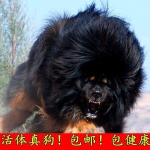 巨型藏獒幼犬宠物小老虎藏獒狮王超大号藏獒狮王便宜大型宠物活物