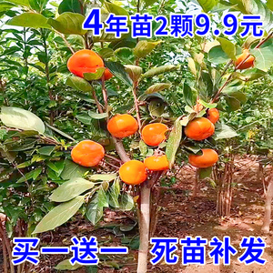 柿子树苗嫁接无核特大柿子日本甜脆柿南方北方种植果树苗当年结果