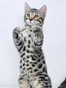 香港发货孟加拉豹猫纯种短毛幼猫金银豹玩具虎宠物猫幼崽活体豹猫