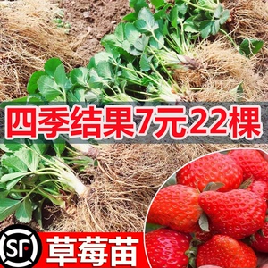 奶油草莓苗盆栽四季带土带盆种植超甜食用种籽子孑秧苗白阳台春季