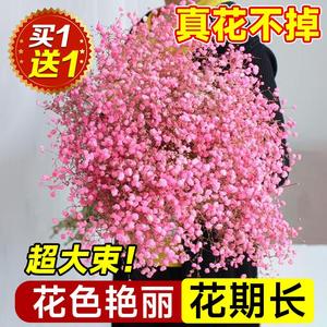 新疆包邮满天星干花花束鲜花新鲜真花云南直发永生花客厅摆设家用