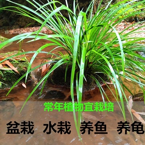 天然石菖蒲水培室内盆栽鱼缸草庭院池塘养龟微造景观室内外四季青