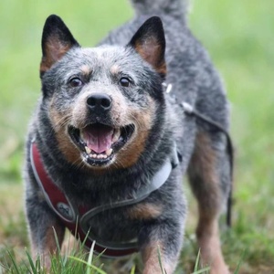 澳大利亚牧牛犬活体便宜活的德牧幼犬看家护院牧羊犬狼狗东德警犬