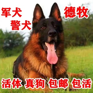 德牧犬幼犬德国牧羊犬赛系现货霸气幼宠活的大狼狗小狗崽军犬警犬