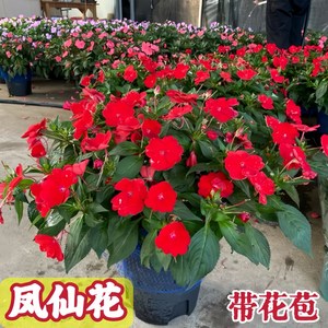 水梅花苗重瓣非洲重瓣凤仙花盆栽阳台花卉多年生四季开花带花发货