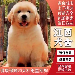 【江西犬舍】纯种金毛幼犬活体家养宠物狗狗赛级双血统寻回犬