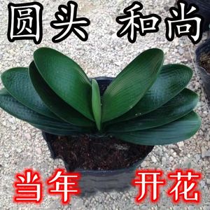 君子兰盆栽圆头和尚精品客厅室内绿植植物花卉带花苞短叶高端鞍山