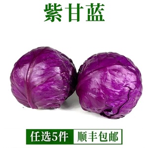 紫甘蓝新鲜蔬菜10斤紫包菜卷心菜球生菜蔬菜沙拉食材即食农家自种