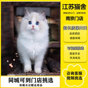 布偶猫幼猫海双蓝双仙女猫赛级加菲猫幼崽小猫猫活体宠物猫咪活物