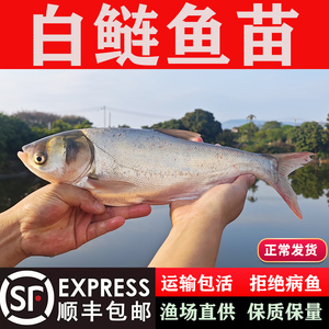 白鲢鱼苗鳊鱼苗淡水养殖食用跳鲢鳙水鲢白莲鱼小鱼苗鲢鳙花鲢鱼苗