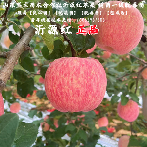 嫁接沂源红苹果树苗烟台红富士苹果苗特大脆甜盆栽地栽当年结果树