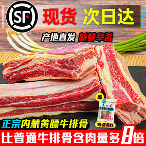 内蒙古黄膘牛排骨新鲜带肉牛肋排肋条仔骨草饲原切黄牛肉商用