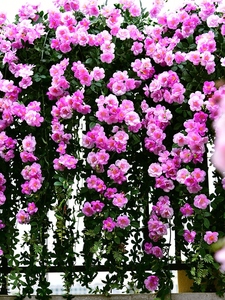 爬藤仿真蔷薇花藤假花藤条空调暖气藤蔓缠绕装饰塑料藤蔓植物遮挡