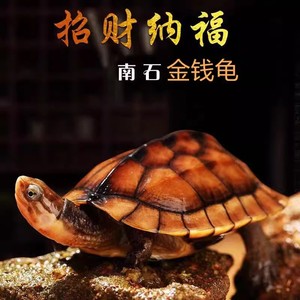 纯正金钱龟乌龟活物越南石金钱龟苗小青龟桌面宠物海南种闭壳乌龟