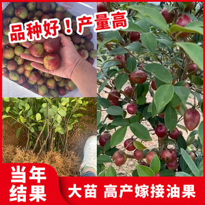 江西高产嫁接油茶苗油茶树苗长林茶苗当年结果白花红皮大果品种好