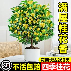 桂花树苗盆栽四季桂浓香带花苞金桂丹桂阳台开花食用别墅庭院地栽