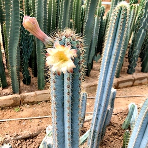 超大蓝柱仙人柱创意室内装饰蓝衣植物小盆栽沙生造景仙人球多肉