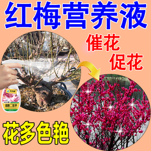 水培鲜枝红梅营养液室内水养干枝鲜枝盆栽植物腊梅水溶花卉肥料H