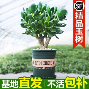 大叶玉树老桩大株盆栽多肉植物室内四季好养绿植净化空气四季常绿