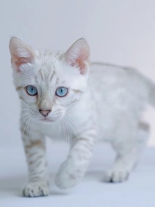 纯种银豹孟加拉豹猫幼崽蓝眼雪豹短毛猫活体玫瑰纹玩具虎宠物幼猫
