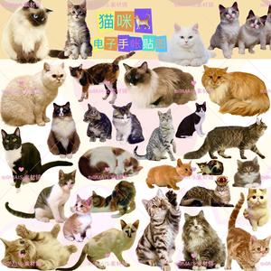 150猫咪可爱暹罗橘猫田园猫豹猫美短png免抠图电子手账素材贴纸本
