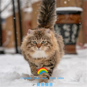 纯种血统西伯利亚森林猫幼崽金虎斑涅瓦色俄罗斯长毛猫活体宠物猫