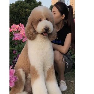香港发货巨型烟灰色香槟泰迪犬幼崽大型贵宾泰迪幼犬活体宠物狗舍
