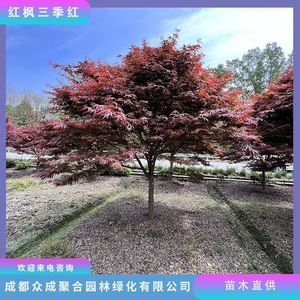 三季红红枫树苗苗木基地编织花瓶造型品种齐全庭院植物风景树