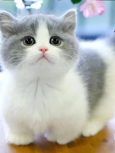 纯种血统英短蓝白猫幼猫崽矮脚曼基康美短起司加白活体宠物蓝猫舍