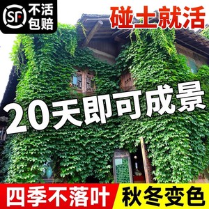 爬山虎爬藤四季常青不落叶藤蔓植物庭院五叶三叶爬墙虎树苗种籽子