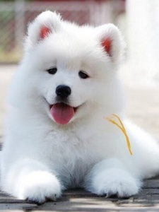 香港发货白色熊版萨摩耶犬幼犬崽活体哈士奇阿拉斯加犬活体宠物狗