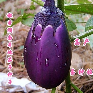 湖南本地茄子种子特大紫罐茄种子牛心紫黑罐茄春季四季播蔬菜种子