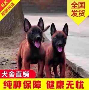 纯种马犬幼犬活体看家护院爆红马犬猎犬中型犬马犬德牧家养宠物狗