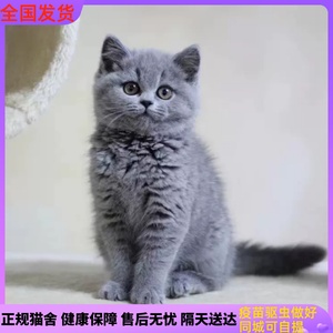 香港发货英短蓝猫幼猫崽折耳蓝胖子矮腿曼基康猫活体宠物蓝白猫舍
