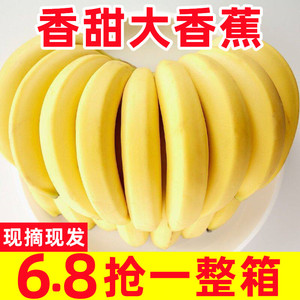 正宗云南高山甜香蕉10斤新鲜当季水果芭蕉米蕉叶小米蕉大芭蕉包邮