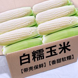 2024新鲜现摘白糯玉米9斤嫩甜玉米蔬菜当季鲜玉米棒子生苞米包邮