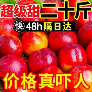 黄心油桃5斤应季大桃子新鲜水果当季水密桃整箱包邮孕妇蜜脆桃10