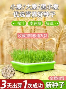 小麦种子猫草种子种孑种籽麦芽糖大麦黑麦芽苗菜种子育苗盘猫薄荷