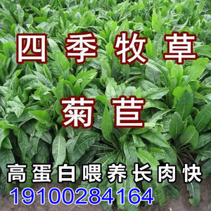 菊苣种籽大叶多年生喂猪菜种子牛羊鱼鸡鸭鹅爱吃的牧草种子兔子草