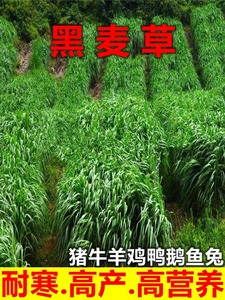 多年生黑麦草种籽子种耐寒牧草种子鸡鸭鹅牛羊鱼草种籽四季青高产