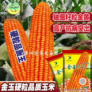 金玉932高产粮食玉米种子硬粒包谷种子黄色玉米种子红玉米种子