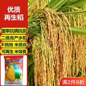 渝香203优质香米种子不挑地抗倒抗病高产量大穗水稻种长粒香谷种