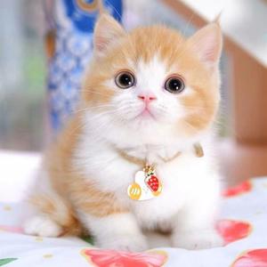 中华田小园猫橘猫狸猫三花猫家养宠物学生版小猫白猫黑猫幼猫奶猫