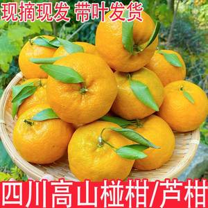 现摘新鲜带叶四川高山椪柑芦柑水果5斤9斤橘丑桔子丑八怪甜水果