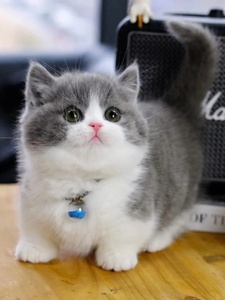 台湾发货长毛英短蓝猫蓝白猫幼猫崽折耳矮脚曼基康猫活体宠物猫舍