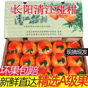 长阳清江椪柑岩松坪碰柑橘桔子水果特级45个礼盒装湖北宜昌土特产