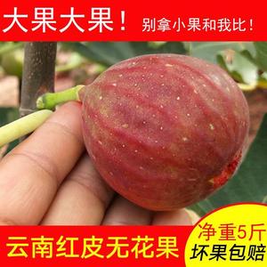 无花果新鲜特大5斤现摘现发应季孕妇水果云南紫红皮大无花果包邮